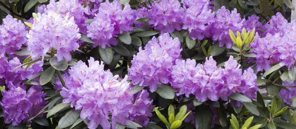bilde av Rhododendron