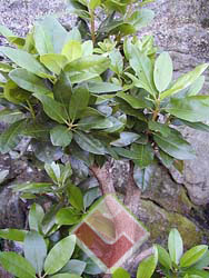 bilde av rhododenron