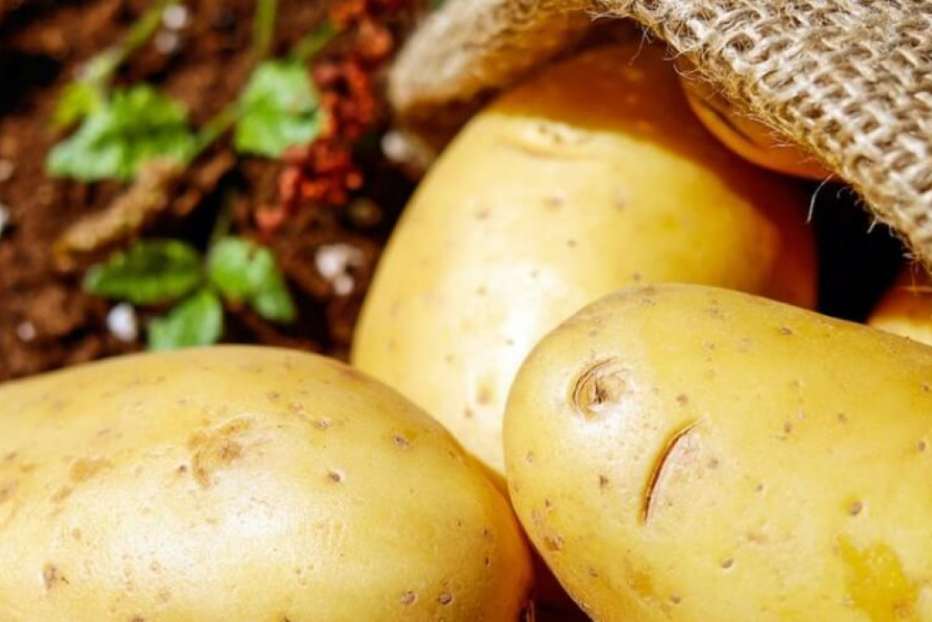 Bilde av poteter